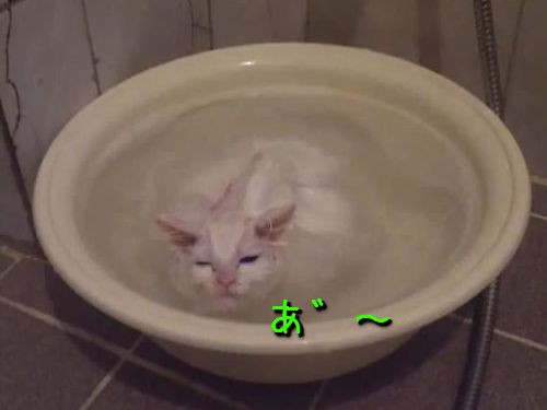 溺れないか心配になるほど お風呂がとことん好きな猫 動画 らばq