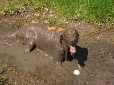 こりゃ後が大変だ 泥んこ遊びを楽しんだ動物たちの写真いろいろ らばq