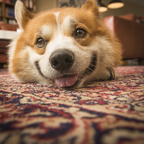 こっちまでハッピーになる うれしそうな犬たちの写真16枚 らばq