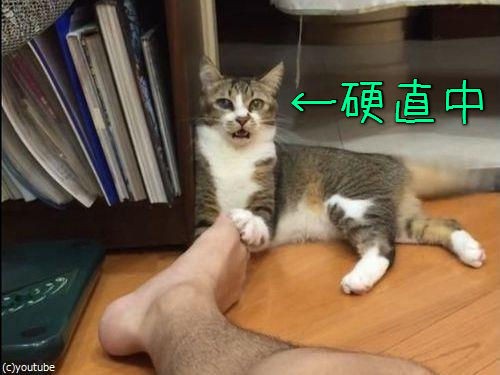 クンクン 猫が主人の足のにおいを嗅ぐ えらいこっちゃ 見たことないレベルのリアクション 動画 らばq