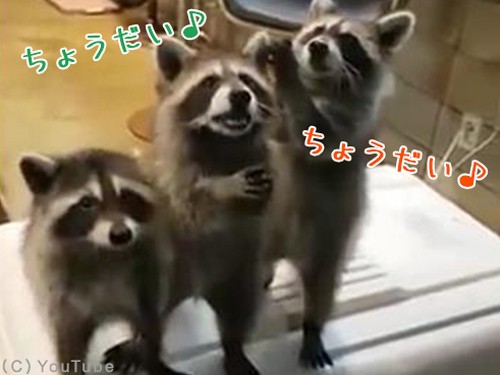 アライグマが3匹同時におねだりしてくると めちゃくちゃかわいい 動画 らばq