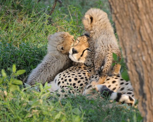 ほのぼのしたいときは見るべき 愛情あふれる動物親子の写真23 らばq