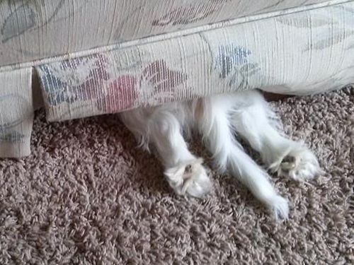 うちの犬が猫を攻撃したので 何て悪い子だ と叱ったら 厳しく受け止めたようだ それがこの写真 らばq