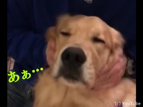 マッサージを受ける犬 あー そこです あぁ いいわぁ 動画 らばq