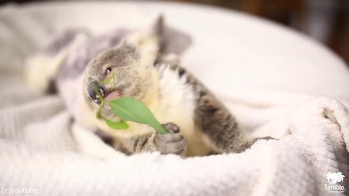ああもうっ かわいいな コアラの赤ちゃんがベビーベッドの中でくつろぐ 動画 らばq
