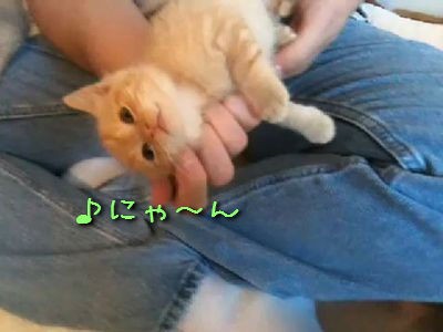 もふもふ注意 手のひらの上で子猫が 動画 らばq