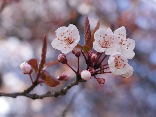 外国人 日本の風景に感激したよ 桜の花びらが川を埋め尽くしてるんだ 海外の反応いろいろ らばq