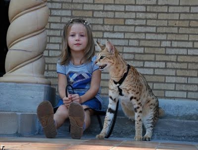 手足ながっ 世界一背の高い猫は体高43cm サバンナキャット らばq