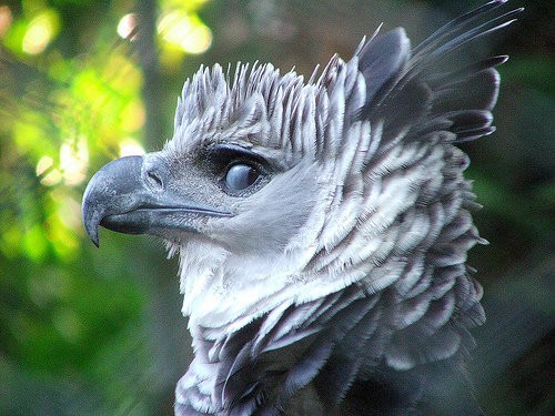 ギリシャ神話から飛び出してきたような鳥 ハーピーイーグル は正面から見ると別の鳥に見える らばq