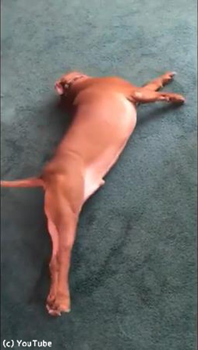 犬 背中がかゆい こんな行動に出る 動画 らばq 犬 背中がかゆい こんな行動に出る 動画 らばq