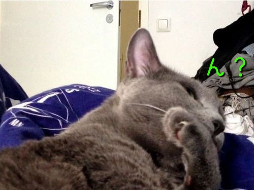 この猫 今から見たことないような状態で硬直するよ 動画 らばq