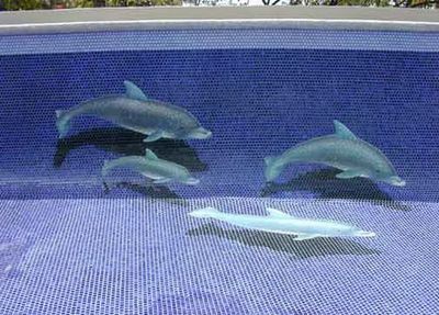 まるでイルカや亀が涼しげに泳いでるようなプールの立体絵 らばq