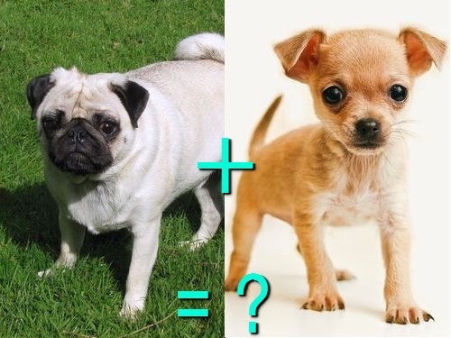 遺伝子すごい 別種の犬をかけあわせたミックス犬 両親と比べた写真21組 らばq