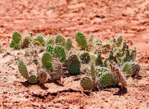 え サハラ砂漠ではサボテンは1本も育たないの 海外の反応 らばq