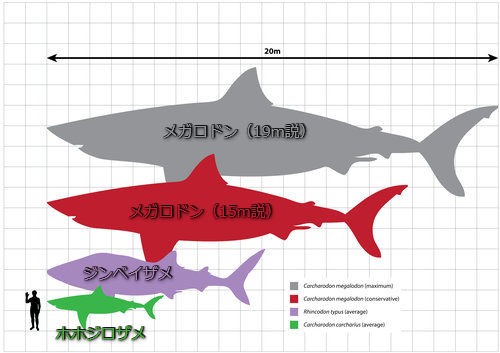 ホホジロザメの数倍の巨体 メガロドン の歯は こんなに大きかった らばq ホホジロザメの数倍の巨体 メガロドン の歯は こんなに大きかった らばq