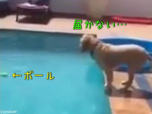 これは賢い犬 意外な方法でプールからボールを拾い上げる 動画 らばq