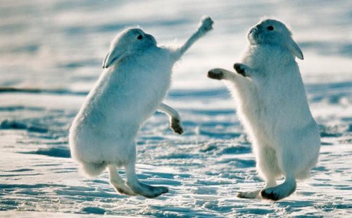 立ったときの違和感がすごい 北極ウサギ に対する海外の反応 らばq