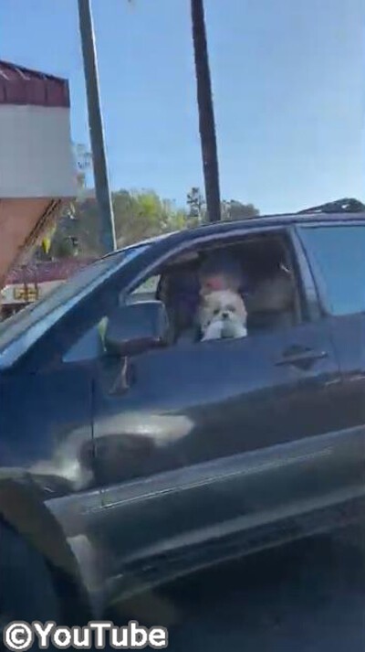 大好きなボールを肌身離さず持っていた犬 まさかの悲劇が 動画 らばq