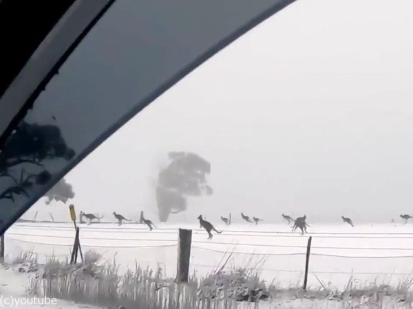 今 オーストラリアは珍しく雪が降っている こんなカンガルーたちの行動は初めて見た 海外の反応 らばq