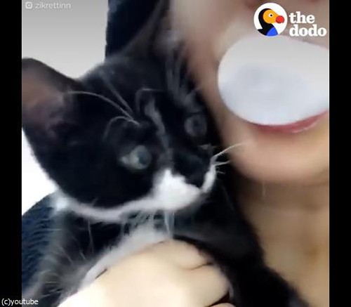 うちの猫の前でフーセンガムを膨らませるとね あああっ 動画 らばq