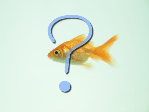 うまく泳げない金魚に 車イスに相当するものを作ってみた 感心されていたアイデア らばq