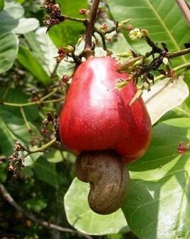 かなり意外 パイナップルがこんな風に育つって知ってた らばq