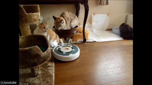 猫 ルンバの新しい乗り方を覚える 動画 らばq