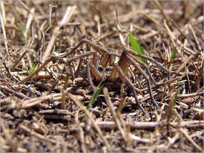 神の見えざる手 保護色で景色に溶け込んだ生き物の写真15枚 らばq