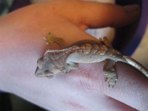 悪魔の使い」と恐れられているヤモリの姿が話題に : らばQ