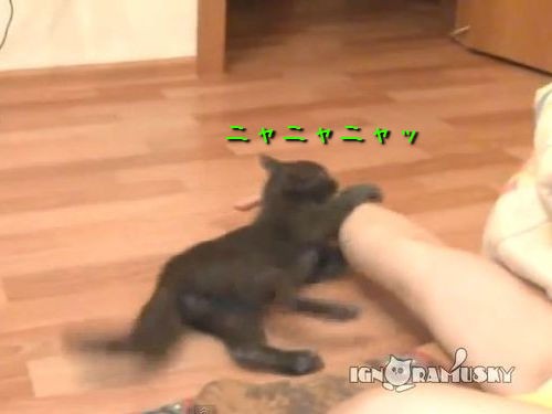 ズサーの達人 投げられても投げられても挑みかかってくる黒猫 動画 らばq