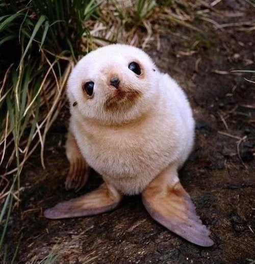 みんな恐ろしくかわいいっ いろんな動物の赤ちゃんたち 写真いろいろ らばq