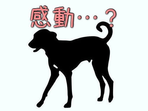 世界で最も感動の薄い犬 だと思う 表情がすべてを物語っている写真 らばq