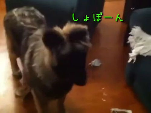 えーっ 叱られた犬がまさかのリアクション 動画 らばq