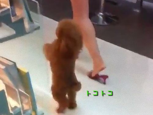 このトイプードル 絶対自分を人間だと思ってる 2本足でトコトコ 動画 らばq このトイプードル 絶対自分を人間だと思ってる 2本足でトコトコ 動画 らばq