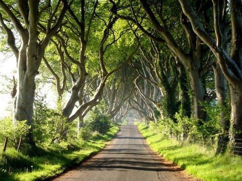 魔女が住んでるとしか思えない 幻想的な北アイルランドの並木道 ザ ダークヘッジ らばq