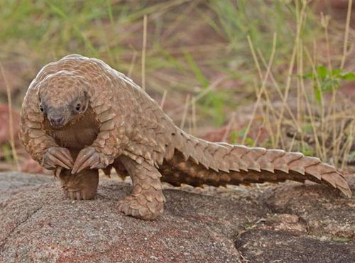 ポケモン 恐竜 この奇妙な生き物は何なの と驚かれていた写真 らばq