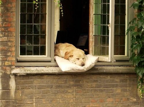 こんなに幸せそうな犬を見たことがない 観光客が必ず写真を撮っていくベルギーの名物犬 らばq こんなに幸せそうな犬を見たことがない 観光客が必ず写真を撮っていくベルギーの名物犬 らばq