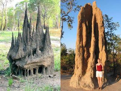 とてつもなく巨大なアリ塚の写真枚 らばq