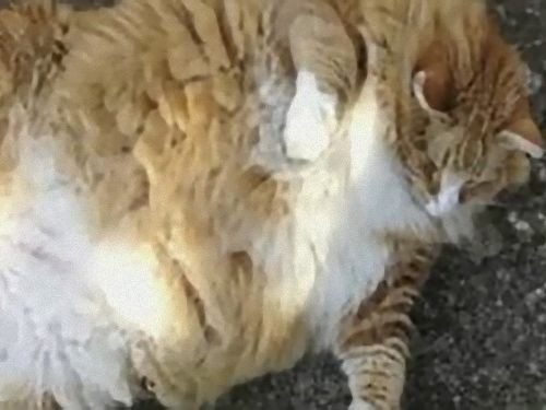 デブ猫をダイエットさせるため子犬と一緒に生活したら 大成功 動画 らばq