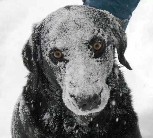 トラ猫が雪遊びをしたときの顔はかわいい じゃあ虎は らばq