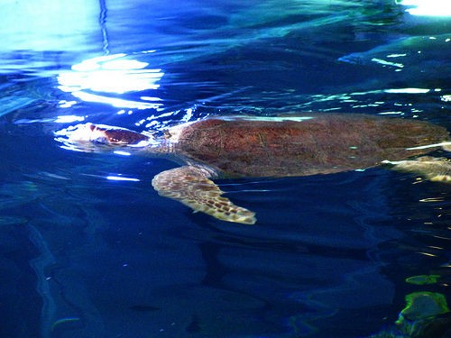 これが世界最大種のウミガメの写真 2つの意味で驚いた らばq