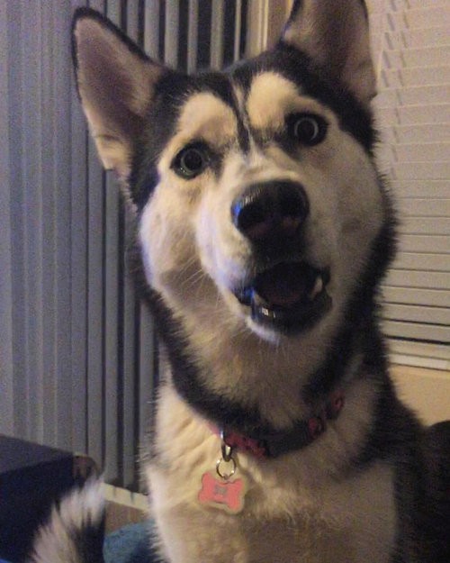 うちの犬にハンバーガーの最後のひとくちをあげなかったら こんな顔を