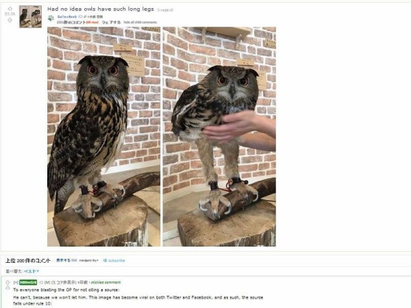 外国人 フクロウの足ってこんなに長かったの 比較画像に驚く らばq
