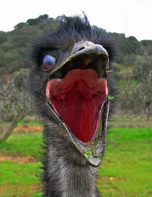 退屈なのか お腹が減っているのか 大きく口を開けた動物たちの写真12枚 らばq