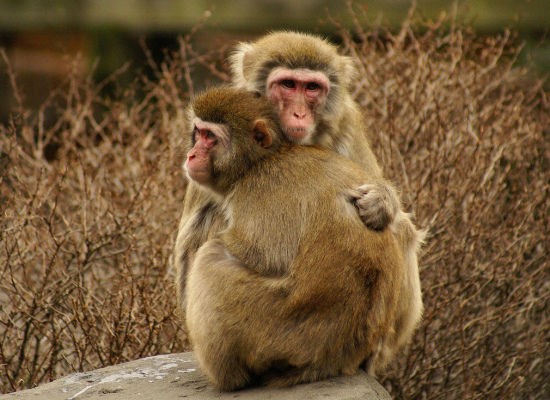 うらやましいほどラブラブな動物カップルの写真いろいろ らばq