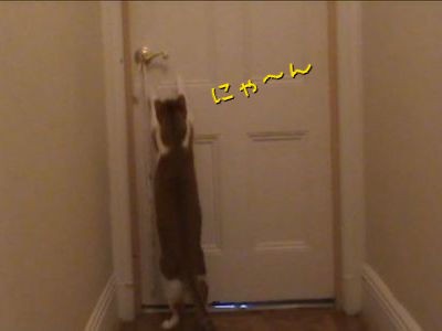 これは 猫にドアを開けさせないためのトレーニング風景 動画 らばq