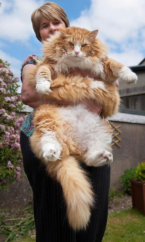 最大の猫 メインクーン がどれだけ大きいのか実感できる写真いろいろ らばq