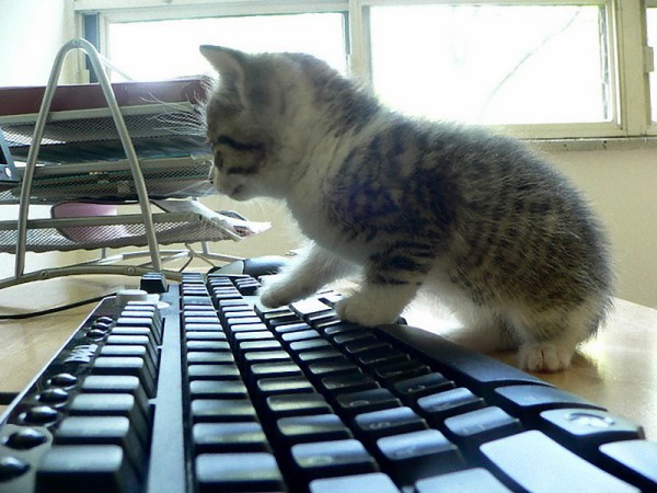 猫にパソコンの邪魔をされる問題が解決したかも アイデアグッズが注目を集める らばq