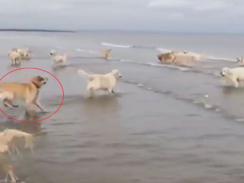 波に向かって走る犬が 石を水切りしたようになってる 動画 らばq