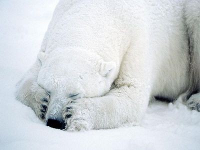 三角コーンで遊ぶシロクマ君 やまだのカメラ